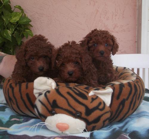 Three Really Red Cuties